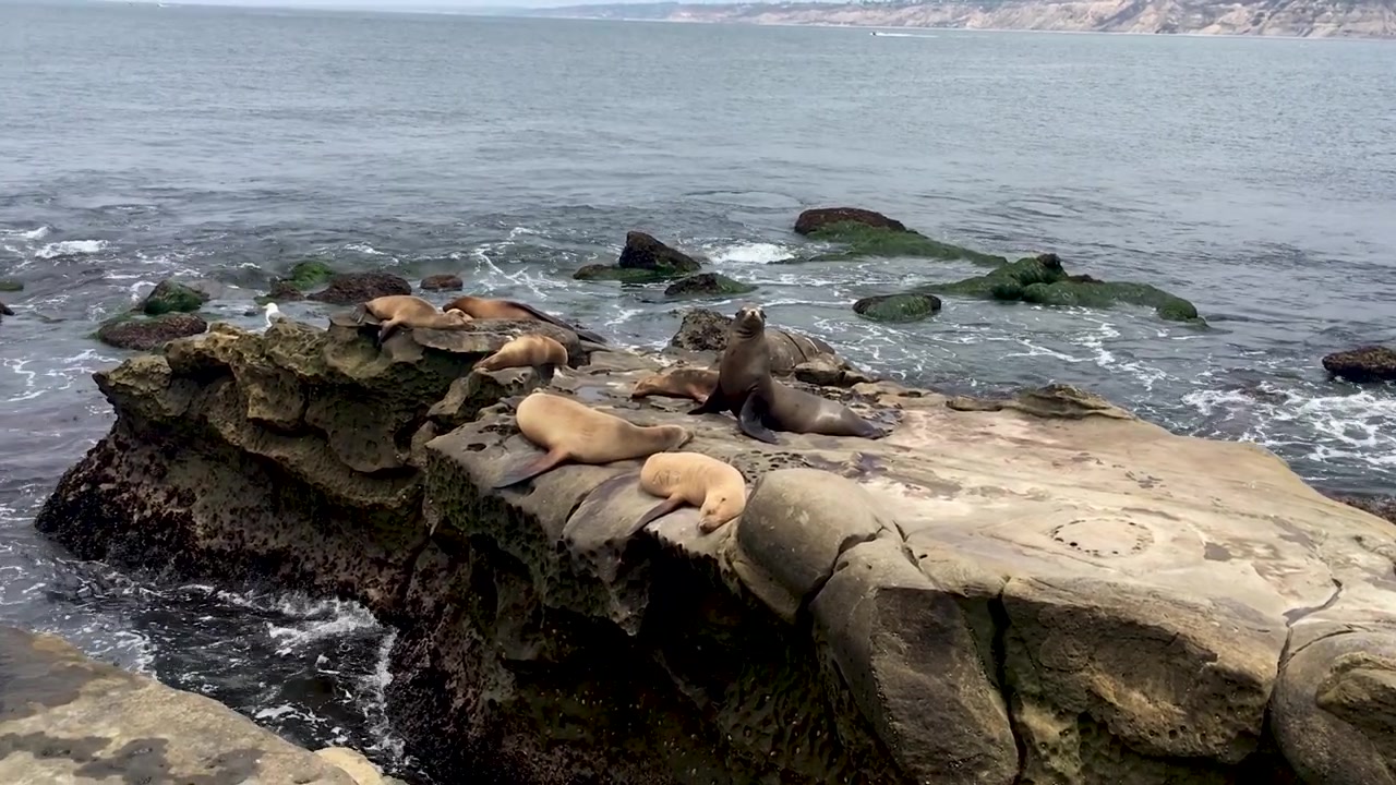 Foche che si godono la vita sulle rocce dell'Oceano Pacifico a La Jolla, San Diego, California.
