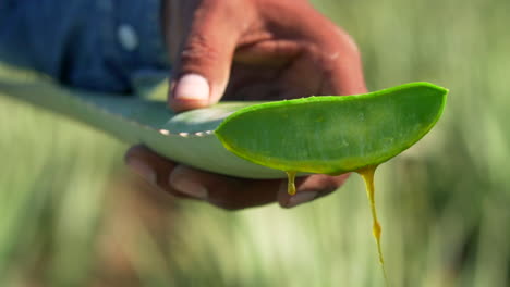 Aloe-Vera-Mexikanisches-Pflanzen,-Nahaufnahme-Mit-Arbeiter