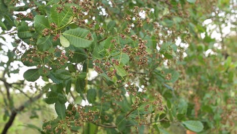 flores de anacardo que florecen en el árbol