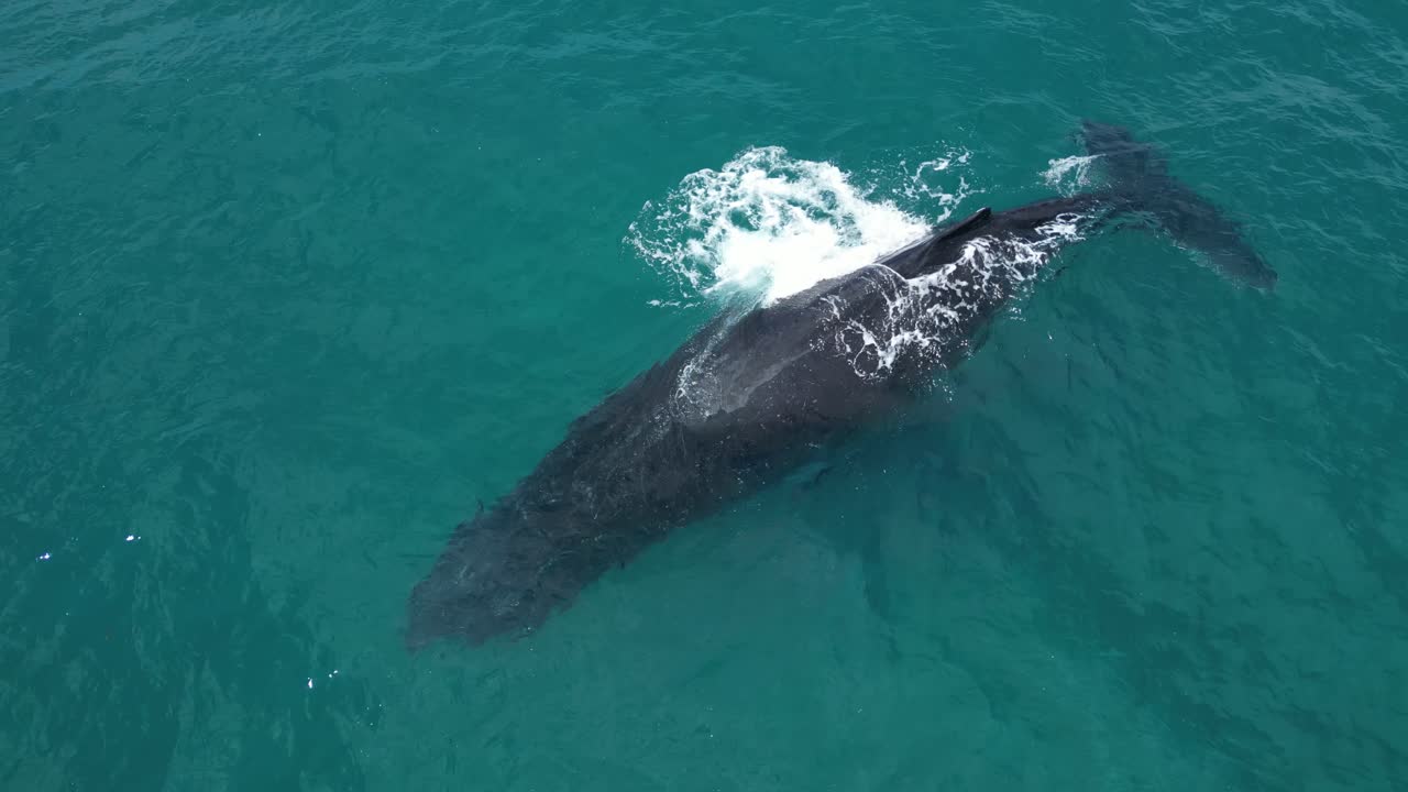 Humpback whale swimming in open sea