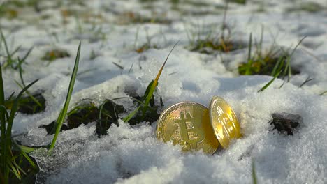 two golden yellow shiny bitcoin cryptocurrency coin on a snowy and icy ground while green grass is growing through the snow and moving in the wind in slow motion during a sunny day. coins reflecting.