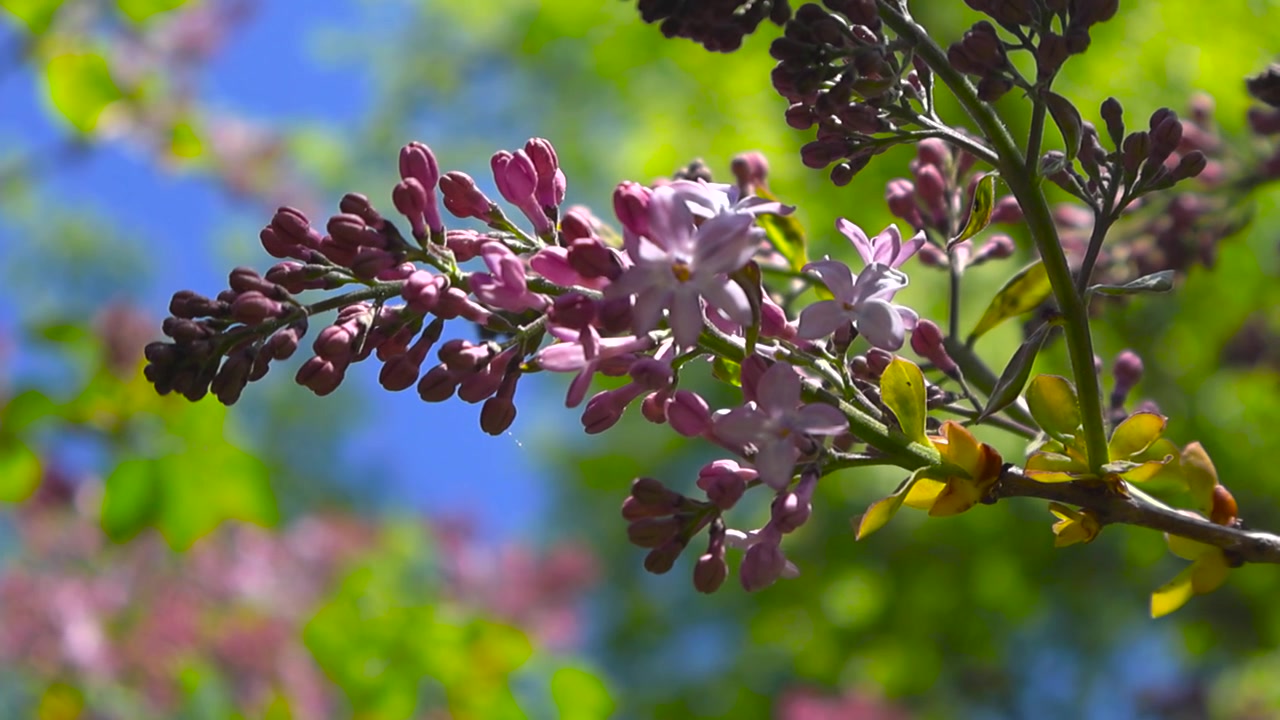 Primo piano di un tenero ramo di lillà con delicati fiori che ondeggia nella brezza primaverile contro uno sfondo con messa a fuoco morbida di foglie verdi e cielo blu, con un'atmosfera soleggiata e vibrante.
