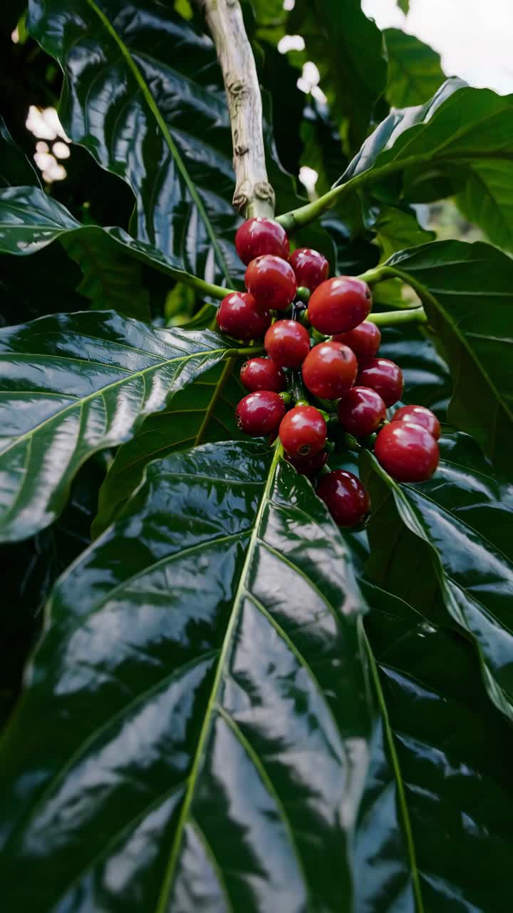 Primo piano, angolazione bassa di bacche rosse mature su foglie verdi lucide, per creare un'immagine vivace e naturale