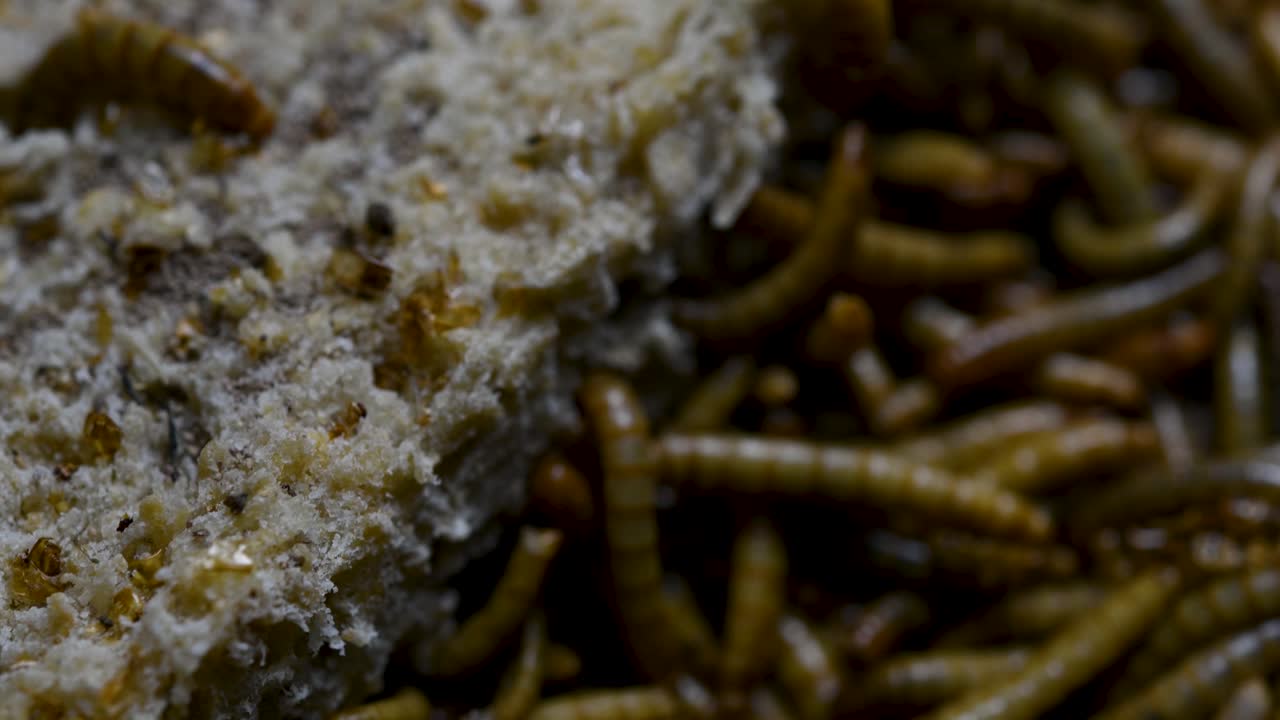 мучной червь - вид жука-чернотелки, используемый для кормления домашних животных, таких как рыбы, змеи, птицы и лягушки