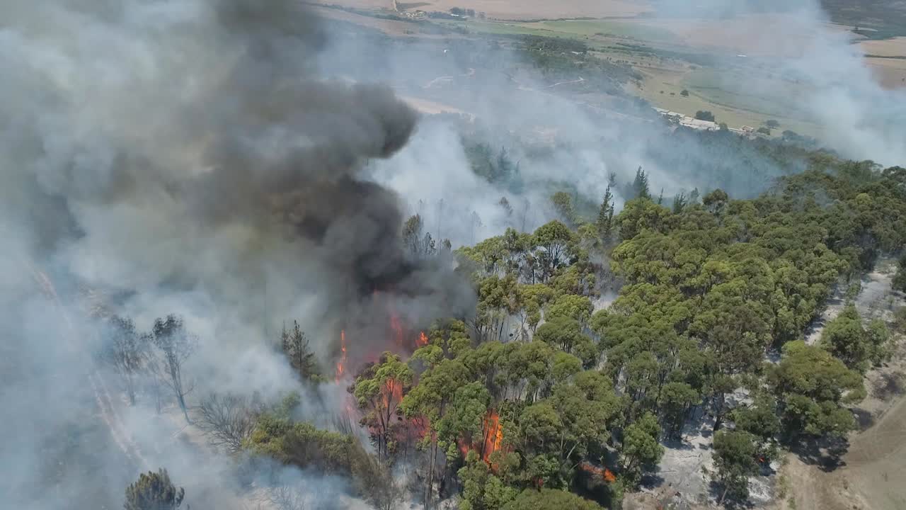Aerea - Incendio che divampa attraverso una piantagione di eucalipto blu con forti venti