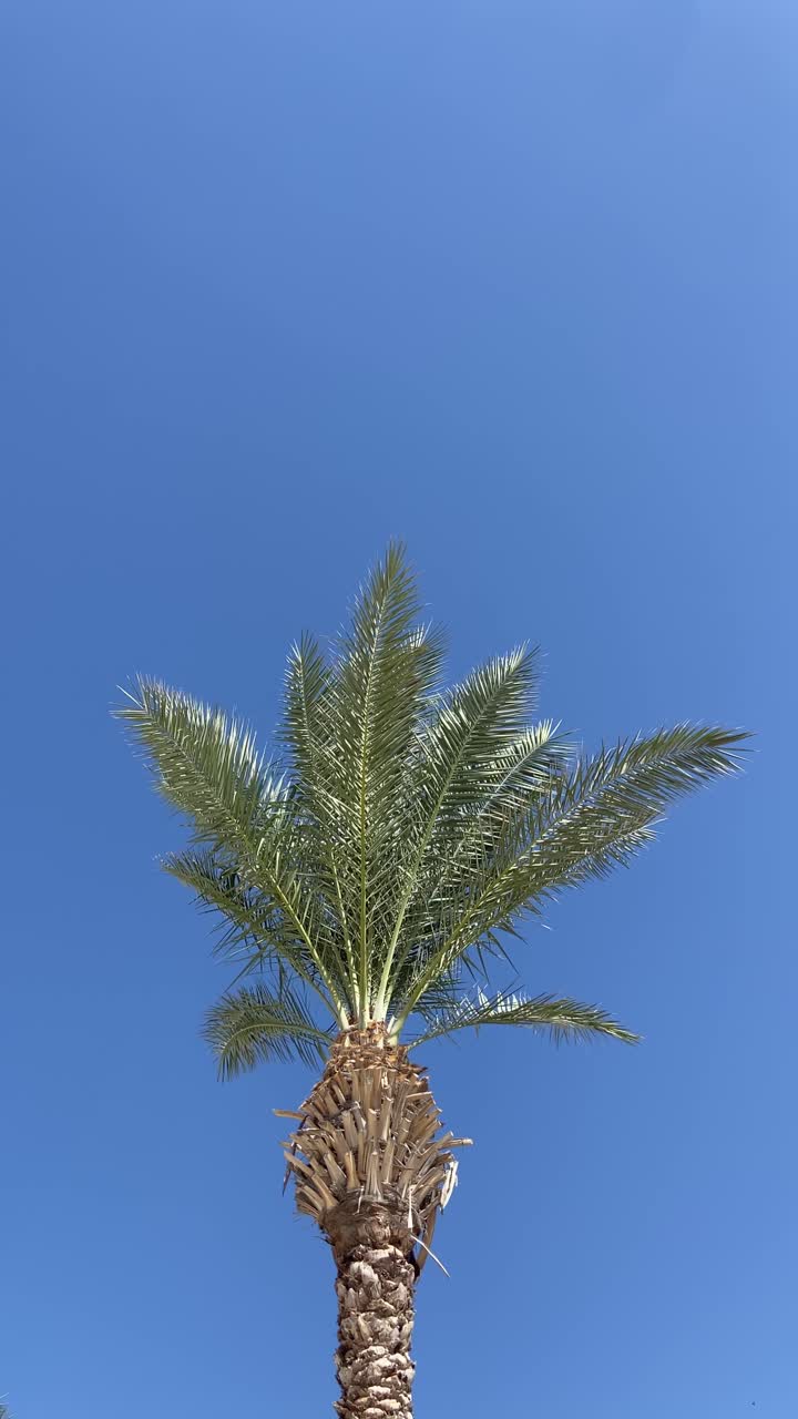 Palm date tree moving in the wind during hot sunny day in desert with blue sky and warm weather. Tall tree with green ferns and frond leaves. Typical tree in desert and middle east area oasis