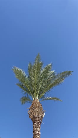 palm date tree moving in the wind during hot sunny day in desert with blue sky and warm weather. tall tree with green ferns and frond leaves. typical tree in desert and middle east area oasis