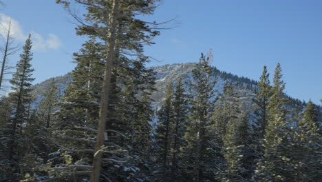 douglas firs pass by in front of a mountain peak in lake tahoe, nevada as seen from the driver side of the car