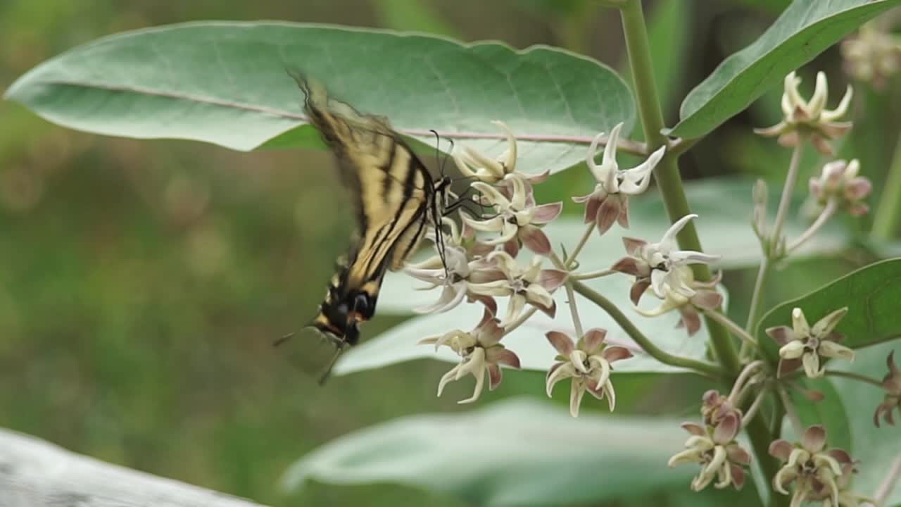 una mariposa monarca solitaria aterrizando en una planta de algodoncillo para alimentarse y luego revolotear, cerrar, cámara lenta
