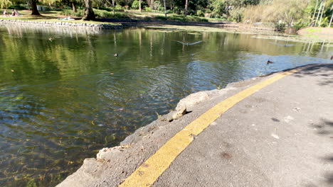 Wasserdrache-In-Der-Sonne-Mit-Vögeln-Und-Enten,-Die-Am-Teich-Entlangfliegen