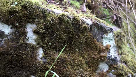 roca cubierta de musgo en el bosque