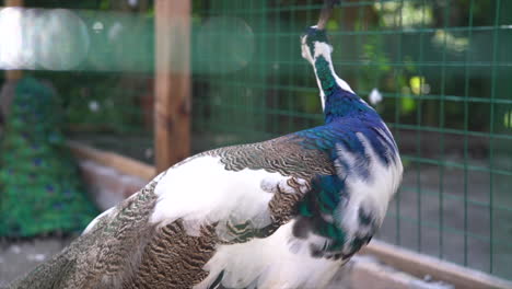 un hermoso pavo real mirando a su alrededor mientras está de pie dentro de la jaula - toma de primer plano