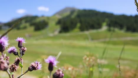 purple flowers with blurred mountain background