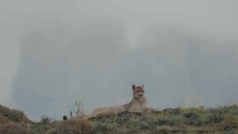 puma tendido en la cima de una colina