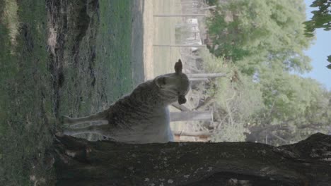 una oveja detrás de un árbol a la sombra en el bosque en patagonia, argentina