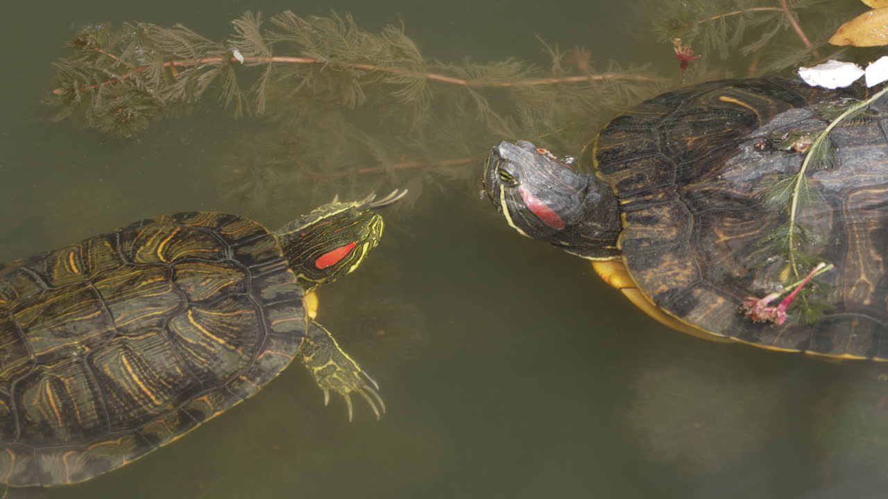 Two Red-eared Sliders Swimming In The Water Among Freshwater Plants In Tokyo, Japan - close up