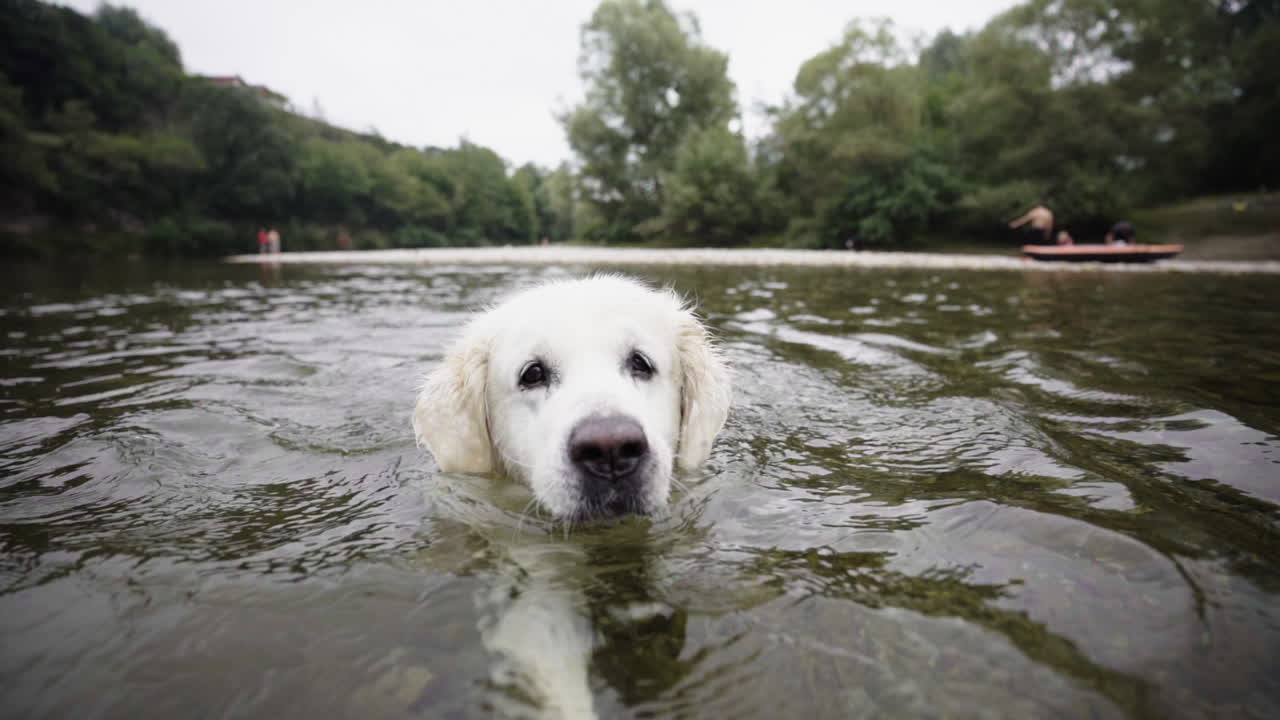 lindo cachorro golden retriever nadando en el río
