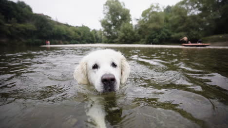 Süßer-Golden-Retriever-welpe,-Der-Im-Fluss-Schwimmt