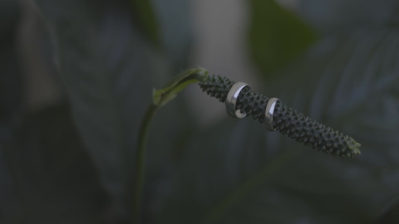 boda católica, preparación y fiesta