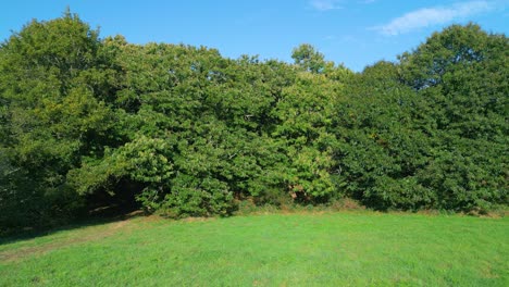 Green-Field-And-Dense-Forest-In-Summer---aerial-sideways