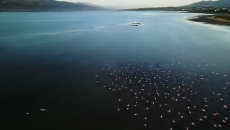 flock of flamingos on a lagoon estuary flying and landing in shallow water