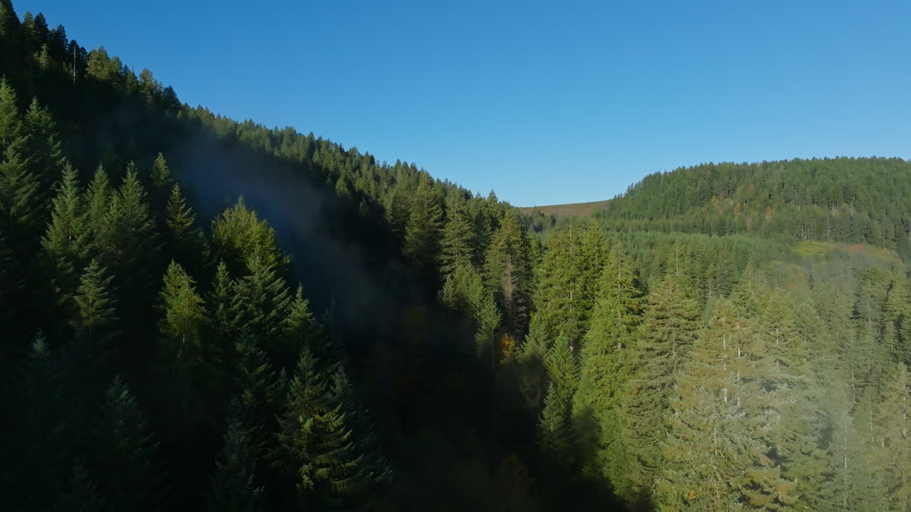 Drone che si alza lentamente sopra una foresta sempreverde, uscendo da una zona in ombra verso un'area soleggiata