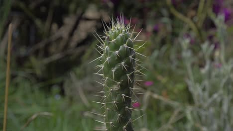 una escena cautivadora de un cactus con sus espinas y una mosca despegando, capturando la belleza de los intrincados detalles de la naturaleza