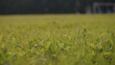 close-up of lush green grass field with blades and clover leaves stretching into the distance, with blurred figure and goal post in background, sunlight gently illuminates grass