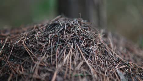 ant hill in the forest