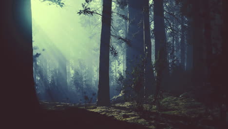 mysterious forest landscape in soft light during early morning hours