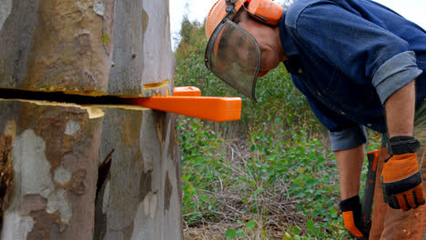 Lumberjack checking tree trunk in forest 4k