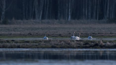 a flock of whooper swans during migration on wetlands in early morning dusk