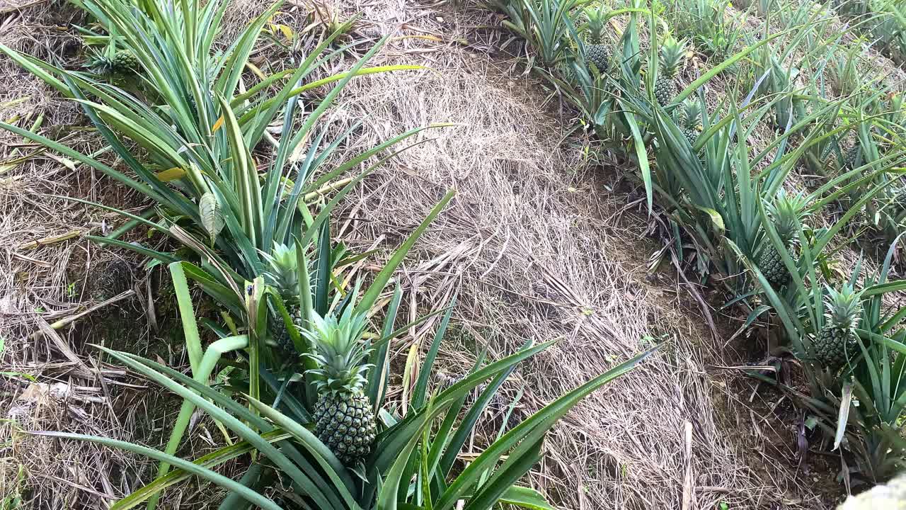 Pineapple Fruits Growing In A Plantation In Bangladesh. Tracking Shot