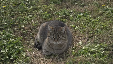 Gato-Callejero,-Acostado,-Lamiendo,-Limpiando,-4k-Uhd-Slowmo