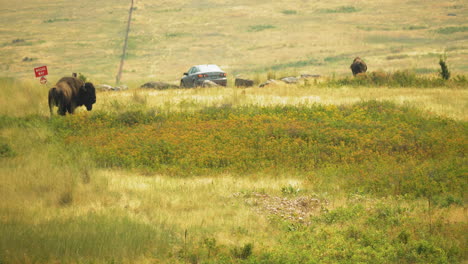 two bisons are grazing on the prairie grasses of the national bison range in montana