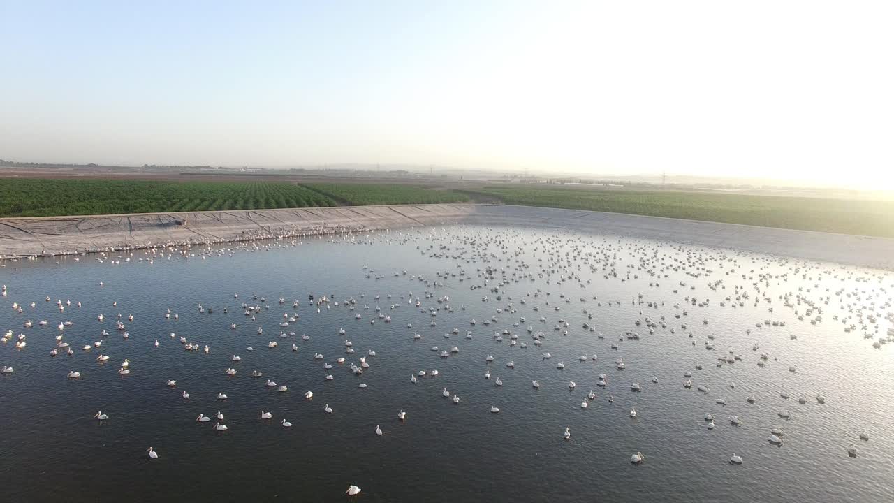 Pelicans at a Water Reservoir in Farmland