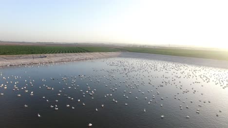 pelicans at a water reservoir in farmland