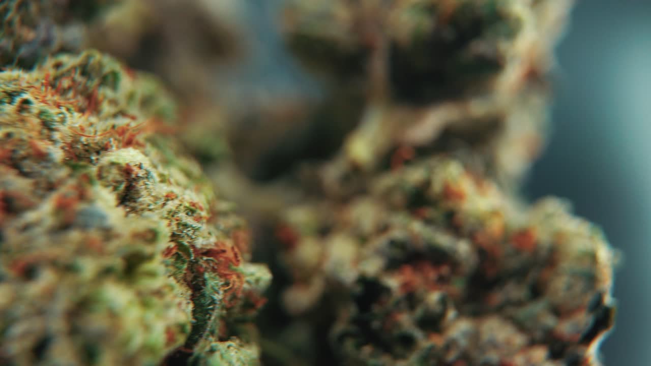 Ripresa macro cinematografica dettagliata di una pianta di cannabis, varietà ibride arancioni, Indica e Sativa, fiore di marijuana verde in laboratorio, su un supporto rotante, slow motion, 4K, illuminazione professionale da studio