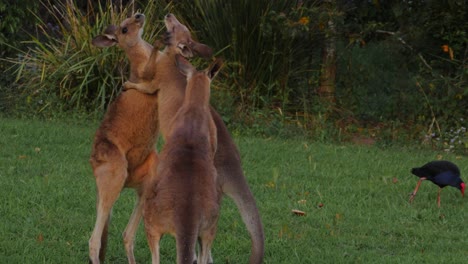 un par de canguros grises del este golpeando y peleando mientras el otro mira y se rasca la espalda - costa dorada, qld, australia