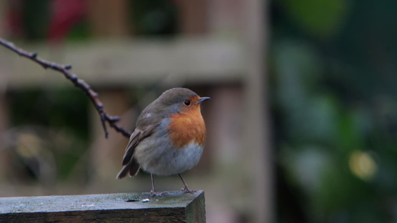Un pettirosso, Erithacus rubecula, su una recinzione da giardino. Inverno. Regno Unito.