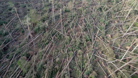 imágenes cinematográficas de drones aéreos invirtiendo en lo alto de un bosque devastado de pinos arrastrados por el viento que han sido derribados en una plantación forestal durante una tormenta extrema en escocia