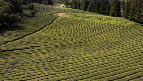 hileras de arbustos de té en la plantación cha gorreana, azores, vista aérea