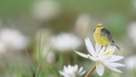 yellow wagtail bird on water lily flower in morning