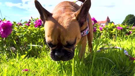 thirsty little french bulldog licking dew water from green grass -face close-up