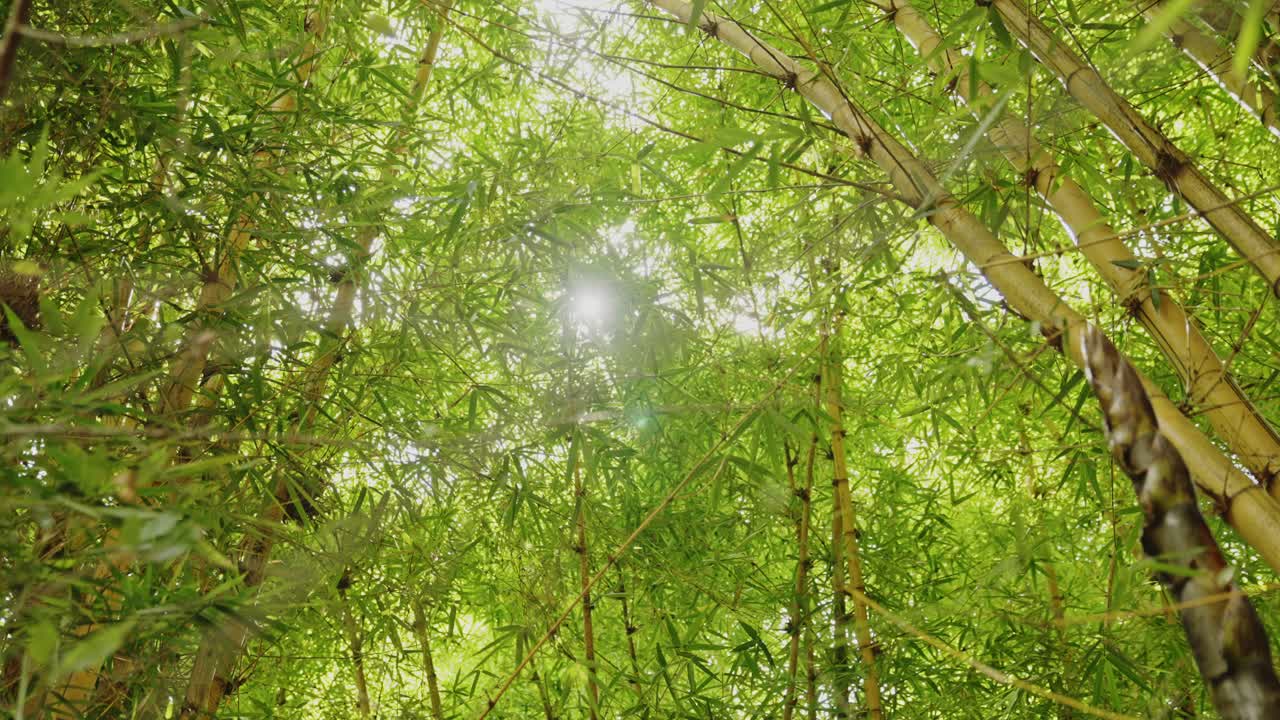 열대 열대 우림 잎. 초록색 대나무 숲