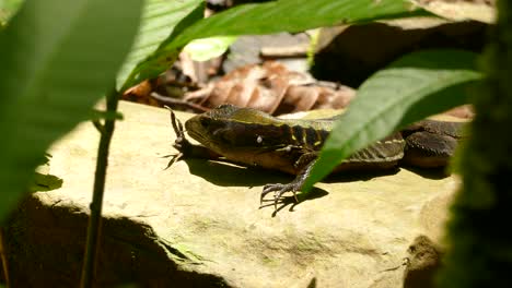vida silvestre de costa rica