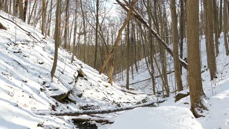 Blauer-Jay-Vogel,-Der-Im-Strengen-Winter-Auf-Trockenem-Ast-Mitten-Im-Wald-Sitzt