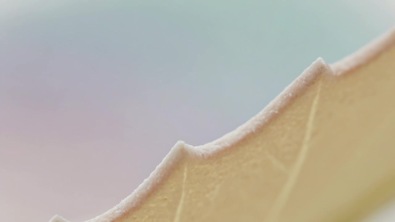 Shifting camera exposing pale toothed leaf edge in studio, showing hairs, veins, pastel for texture