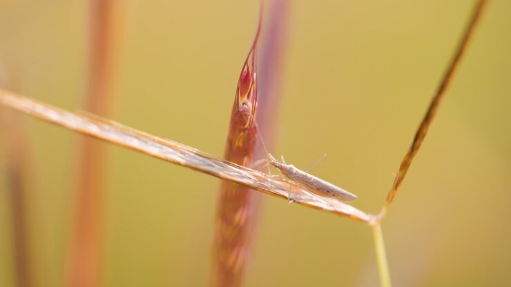 Translucent Assassin bug nymph crawls between grass blades in the glowing sunrise morning , golden light jungle meadow