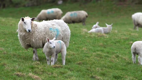 sheep and lamb graze on meadow. static shot